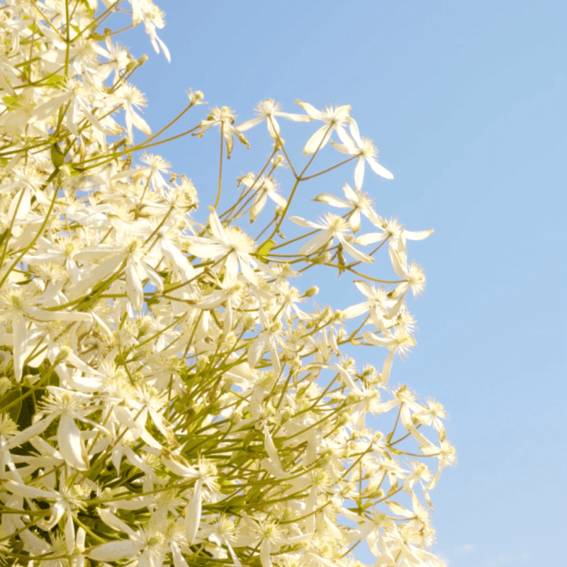 Flowers against blue sky.