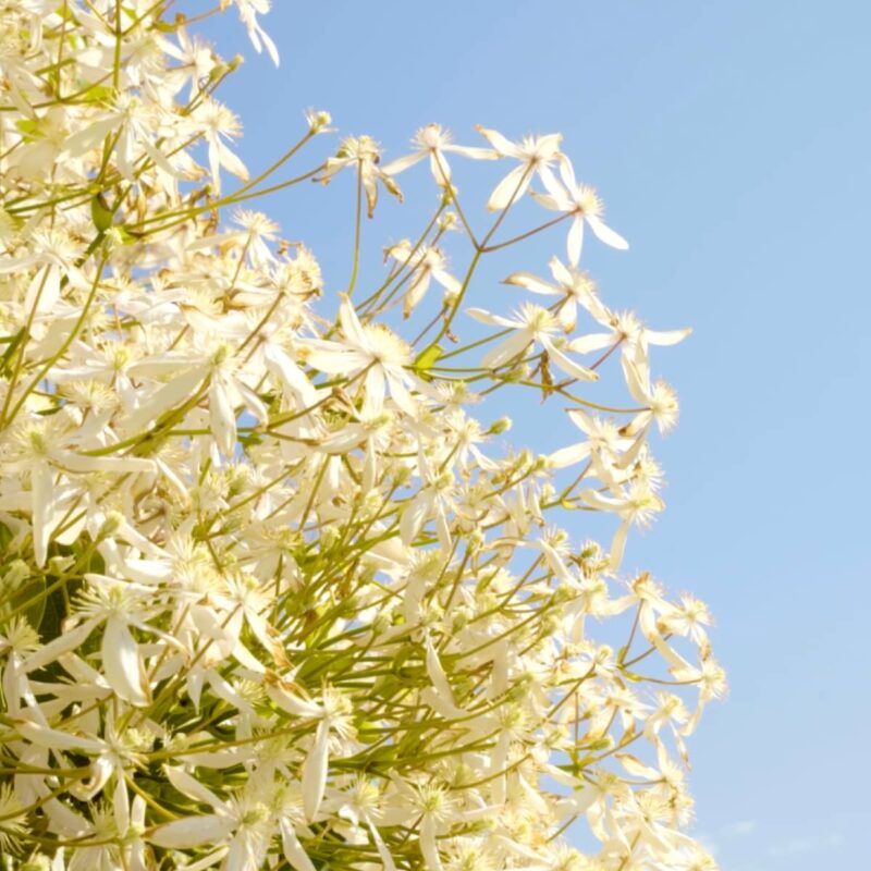 Flowers against a blue sky.