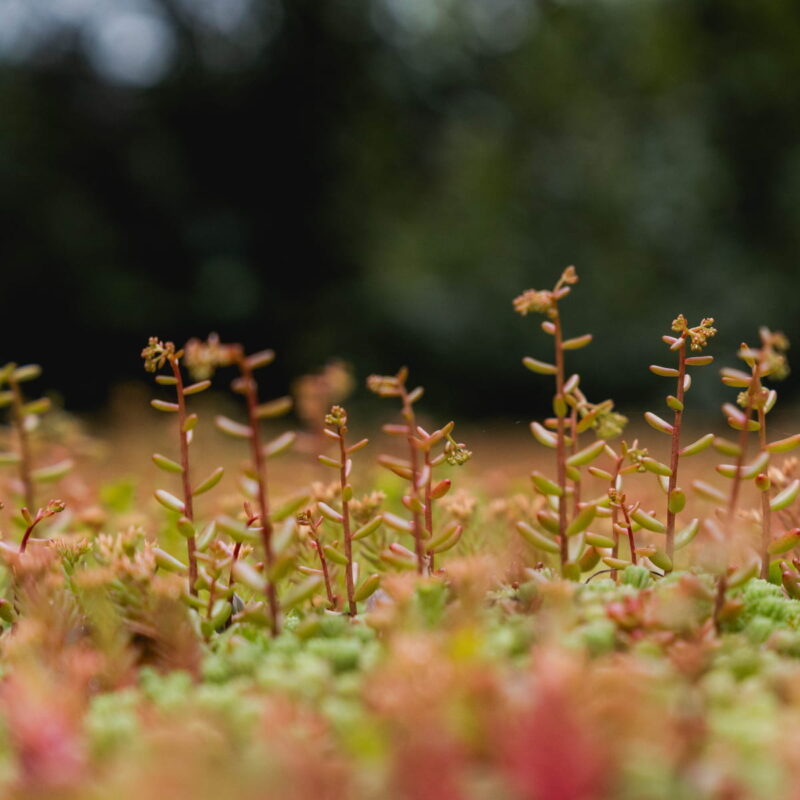 Detail of sedum roof