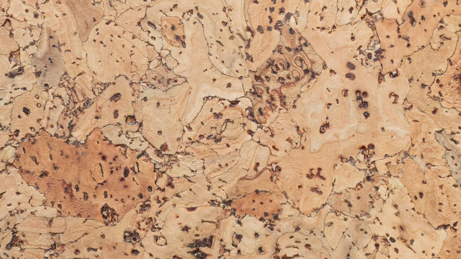 Detail of cork wall, Cayman.