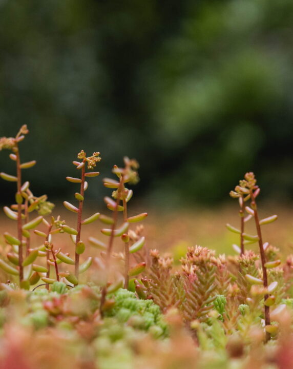 Close up of sedum roof