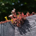 Detail of sedum on Little Green Room roof in burnt cedar.