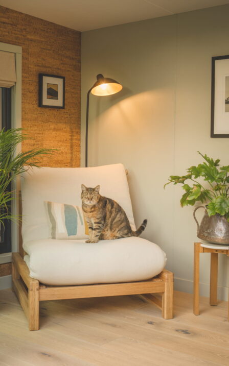 Cat sat on a chair in the corner of a Little Green Room. Mizzle and cork wall.