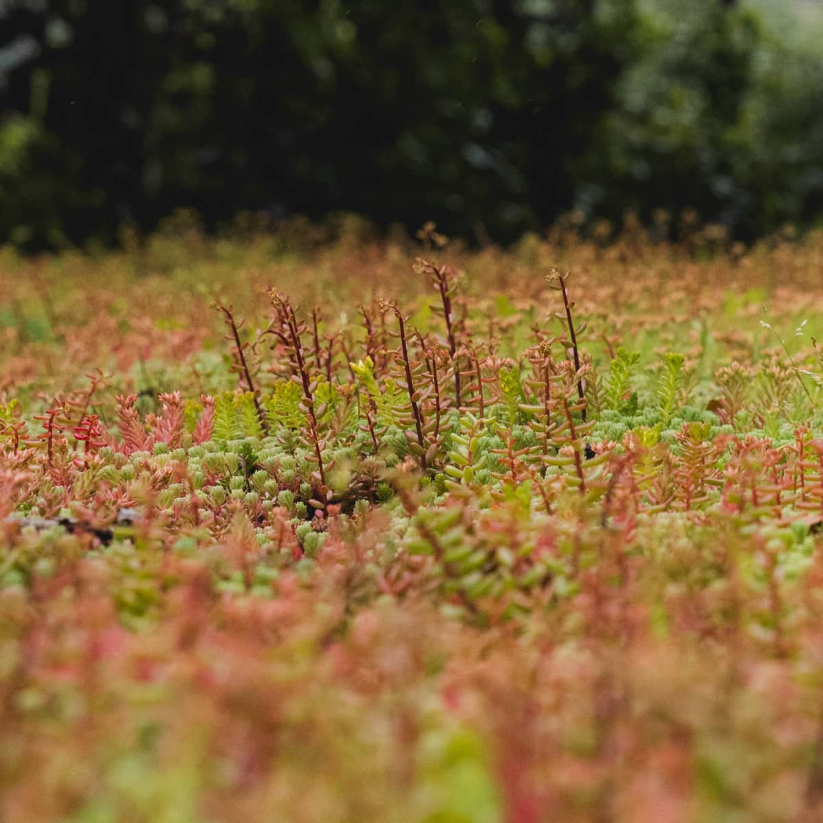 Sedum roof on Little Green Room.