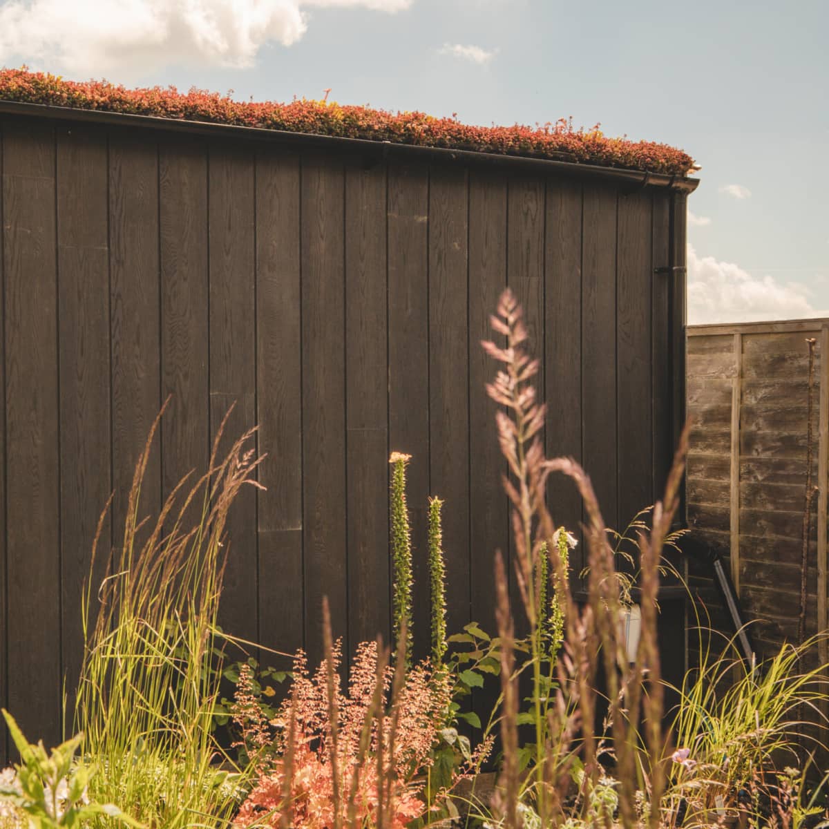 Sedum roof on Little Green Room.