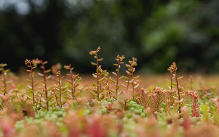 Sedum roof