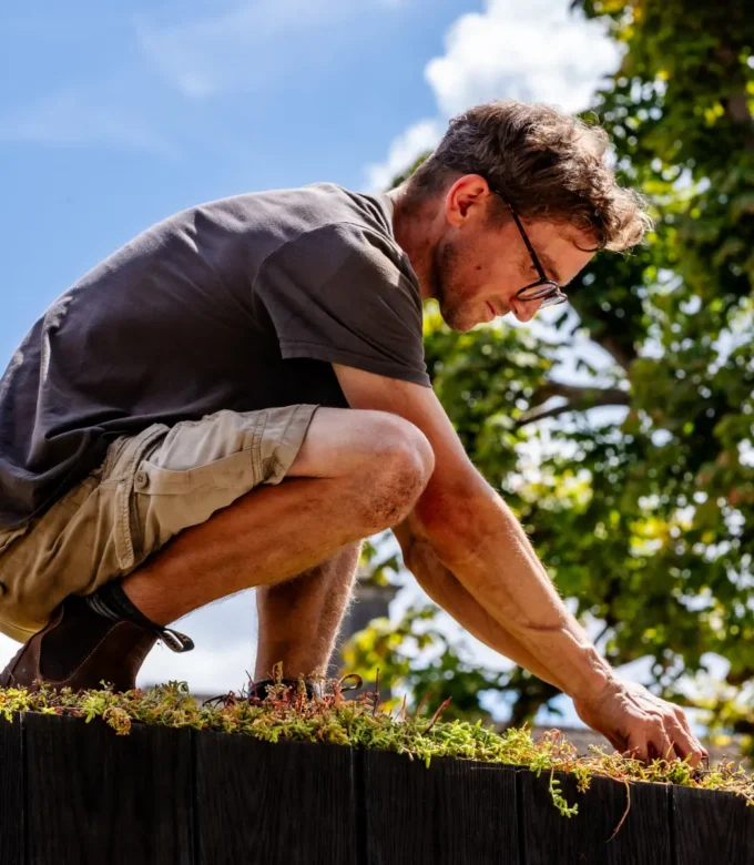 Installing sedum roof