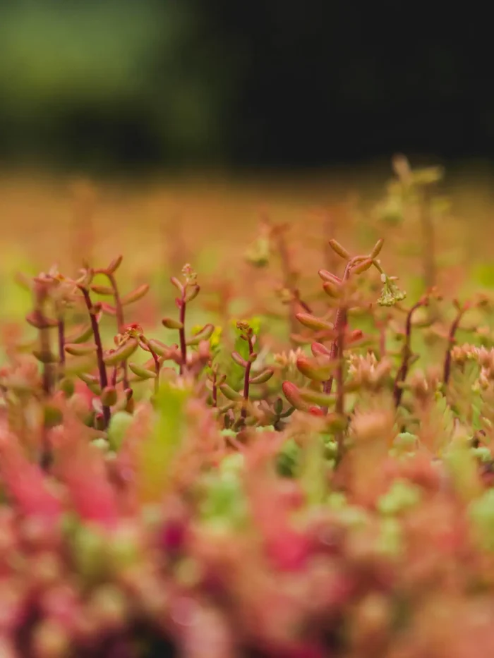 Detail of sedum roof