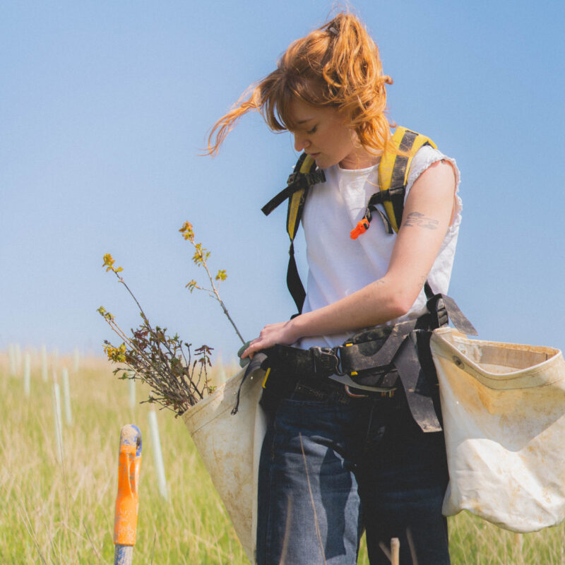 Tree planting on a sunny day.